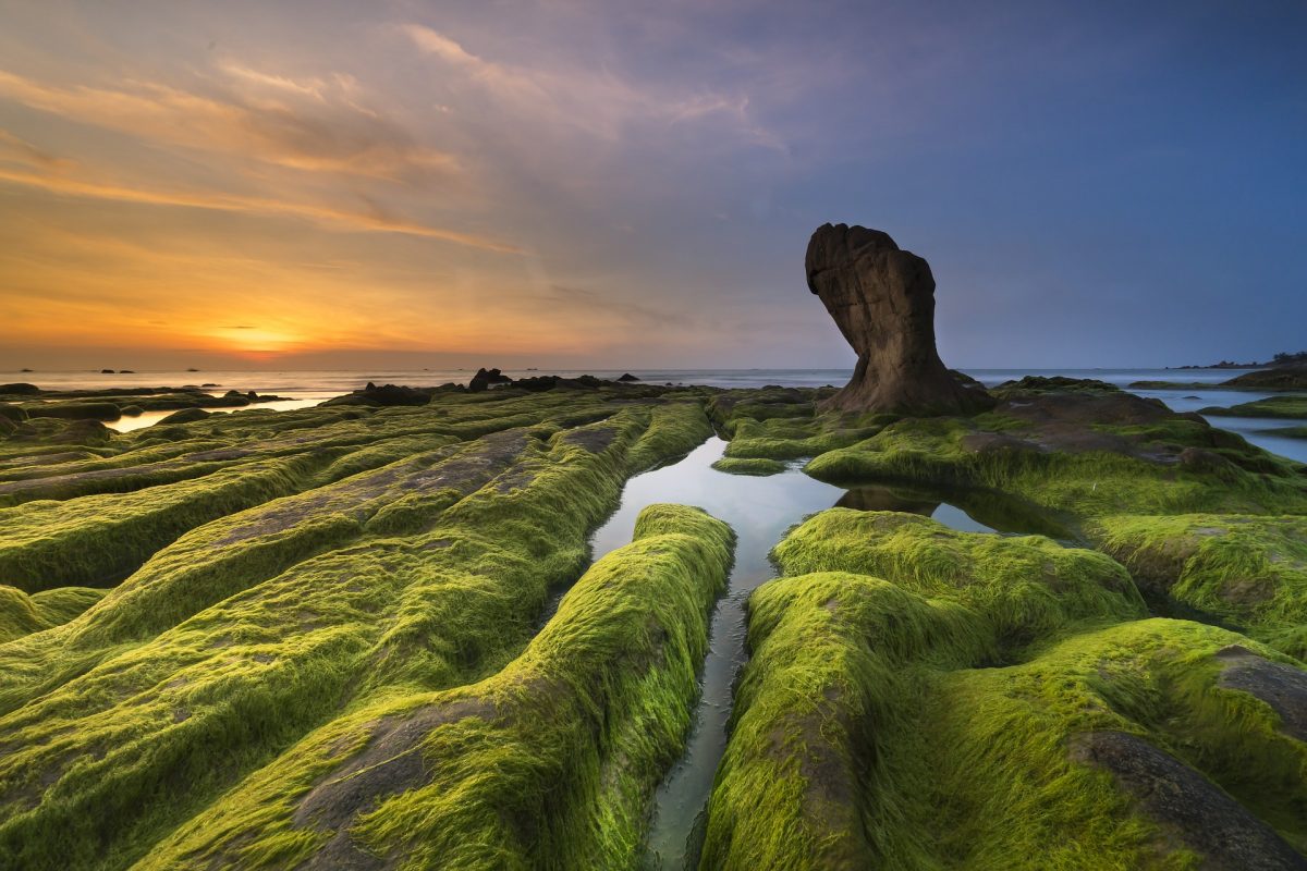 https://pixabay.com/en/coast-moss-province-cothach-3358817/