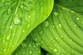 https://www.pexels.com/photo/water-dews-on-green-leaves-38012/
