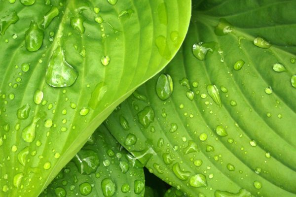 https://www.pexels.com/photo/water-dews-on-green-leaves-38012/